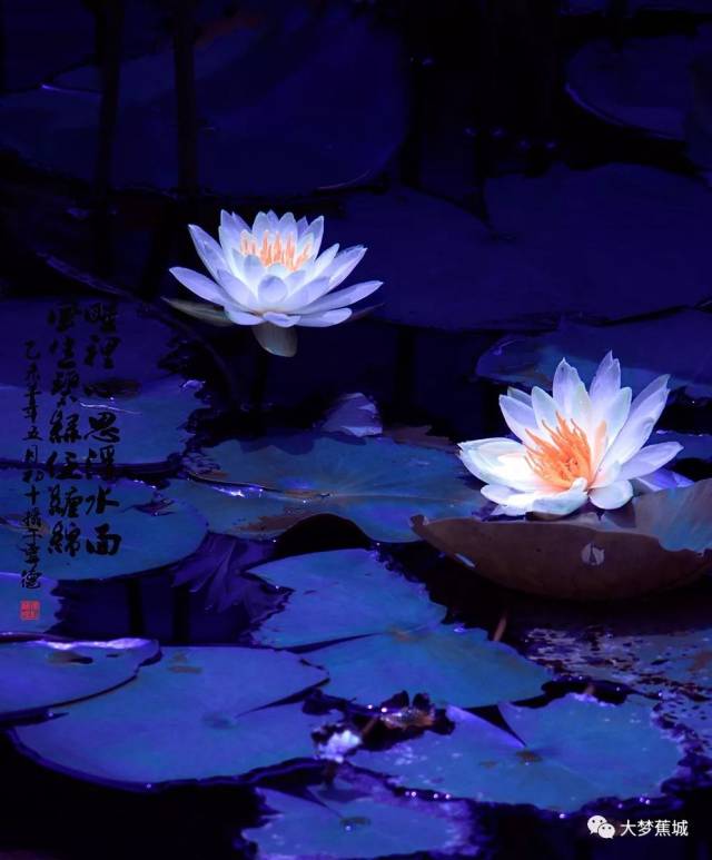 尚嫌花片少,千叶映朱栏.