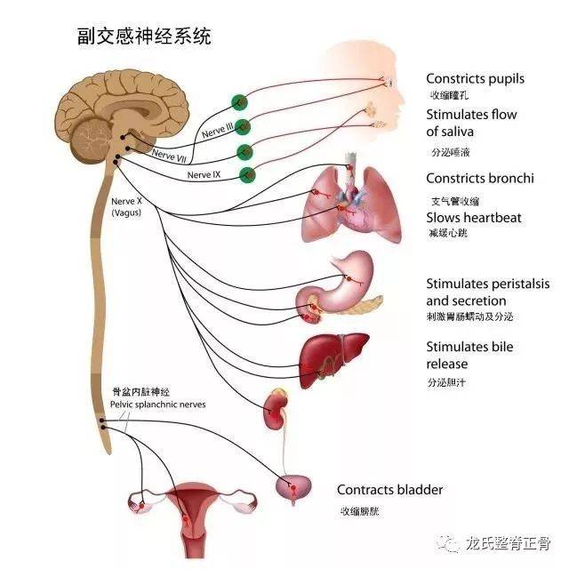 交感神经解剖