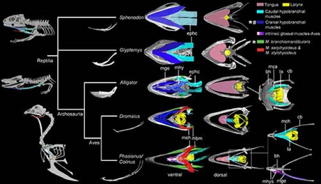 舌骨研究为古鸟类演化提供关键性证据