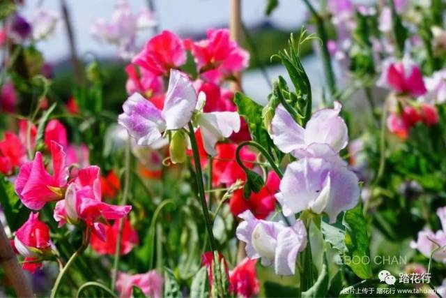 sweet peas. 香豌豆