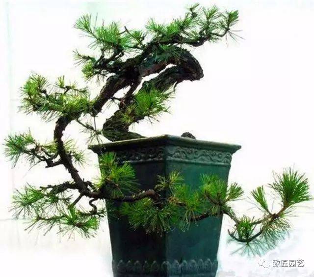 徽派树桩盆景游龙式造型方法