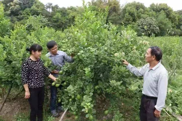 香水柠檬用处多