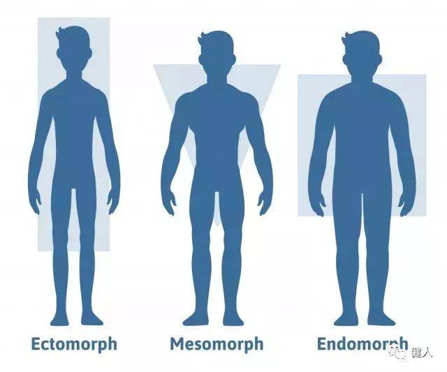 匀称型(mesomorphs 每个人都属于这三种类型之一 体型就像是你长着的