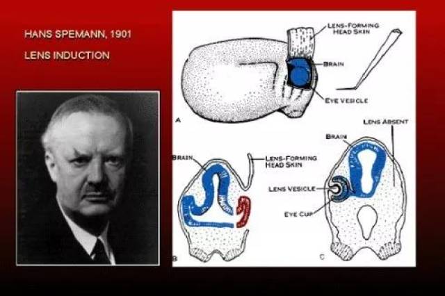 医如纪往 实验胚胎学先驱—汉斯·斯佩曼