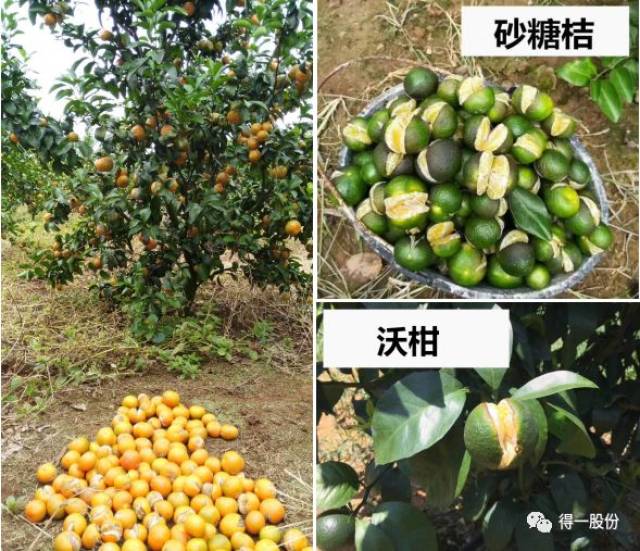2,传统补钙理论都是围绕着果实的生长发育规律来进行补钙.