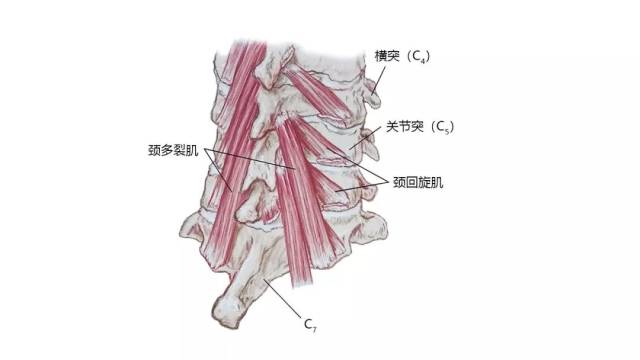 超全!27张高清解剖图带你认识头,面,颈部骨骼及肌肉名称!珍藏!