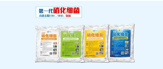 污水处理菌种
