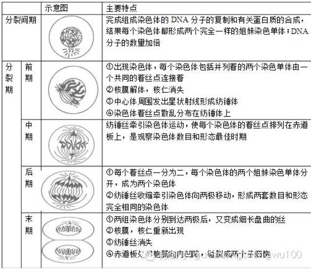 有丝分裂的过程(以动物细胞为例)