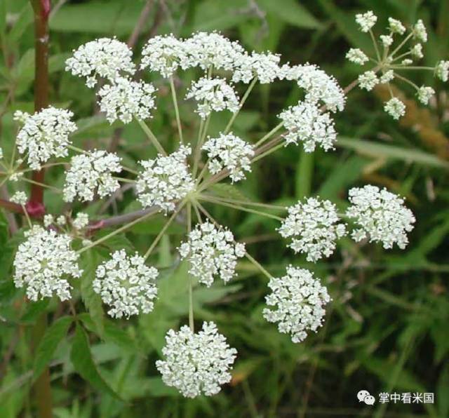 野生防风草与萝卜最大的分别是开黄色花,以及有强烈气味.