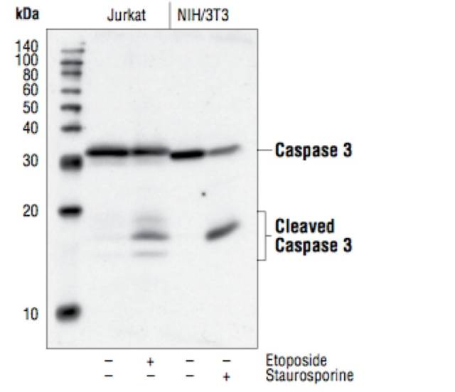 cleaved caspase-3 仅仅存在于正在发生凋亡的细胞中,未发生凋亡,或