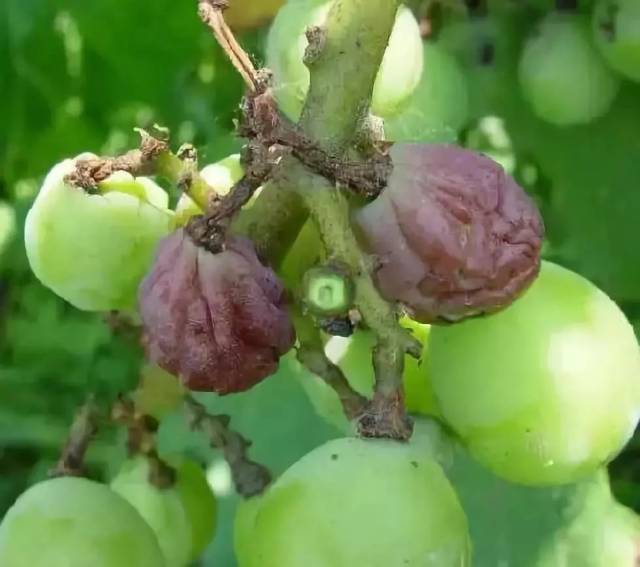 必看!6-8月警惕白腐病,葡萄能减少60%以上的损失