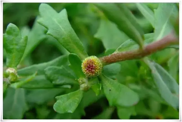 这种叫鹅不食的野草,治疗鼻炎可以断根,市场售价高达10元!