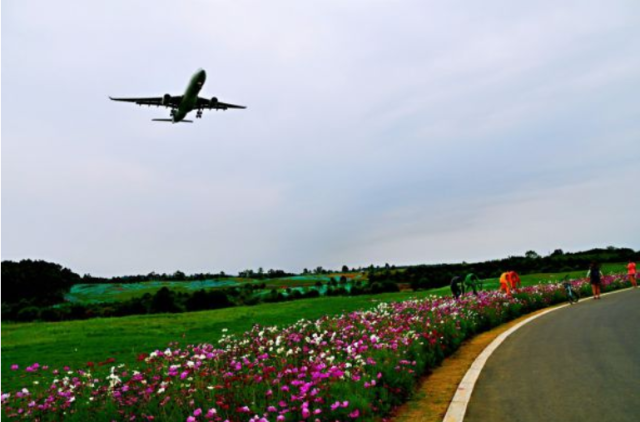 成都双流空港花田不仅是网红打卡地,更是一处美女集中