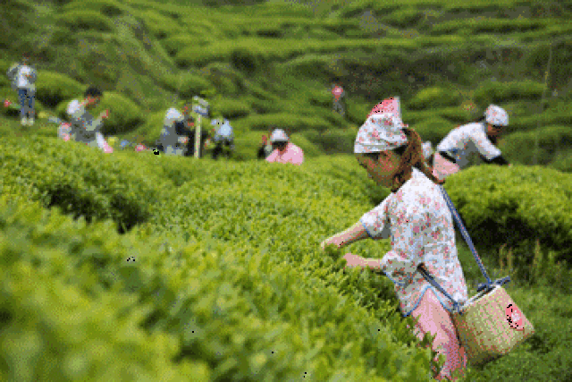 壁纸 成片种植 风景 植物 种植基地 桌面 360_240 gif 动态图 动图