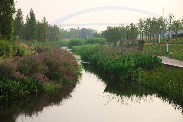 2010asla设计杰出奖 利用内河人工湿地带对黄浦江受污染的水进行生态