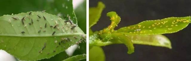 木虱幼虫和成虫柑橘木虱卵