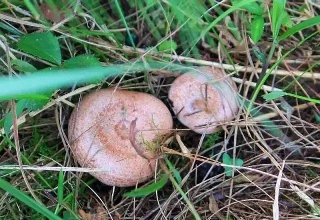 贵州农村的这些野菜,一进城就身价暴涨!你吃过几种?