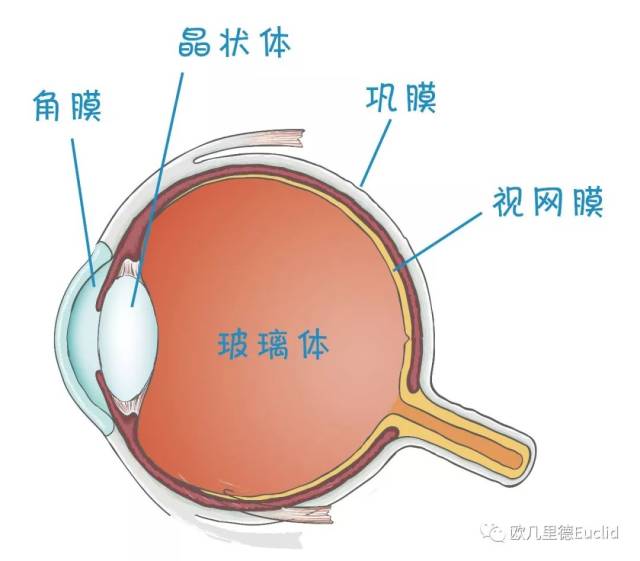 听陈志医生解答角膜地形图检测对定制化治疗近视的重要性