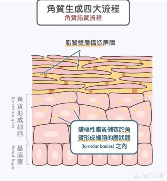 基底层会分化出角质形成细胞,在分化以及移动的过程中,逐渐吐出一些