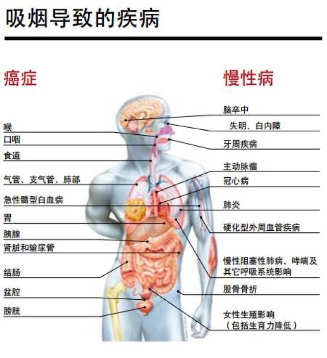 再来看看下面这张吸烟和不吸烟者的肺部对比图