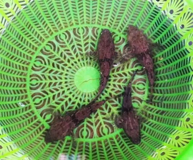 虎头鲨:宝应人称为“虎头呆子”的水特产