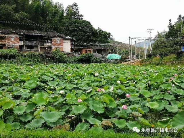 永春桂洋的荷花,菊花,格桑花……都开好了,随手一拍就是大片!