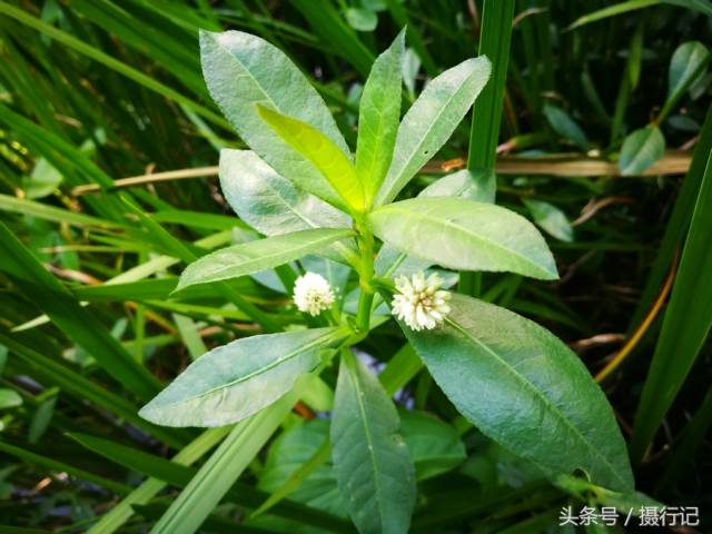 乡村荒野一种叫"水花生"的草,不结花生,却是杂草,有入药功效