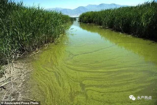 转载关于水体富营养化太湖滇池等湖水的富营养2