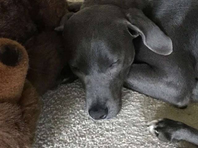 照片中的这只可爱狗狗名叫ellie,它是一只一岁大的兰雷西犬,在今年6