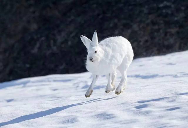 曾被视为雪兔(lepus timidus)的亚种,又细又长的腿简直就是谜一样的