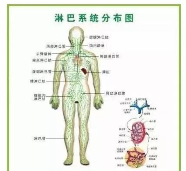 这三处淋巴,不可不通!