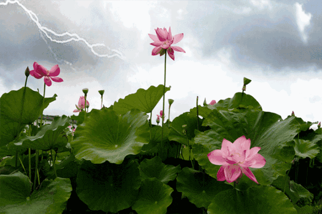 精美诗歌 | 晴窗筱语:雨夜游思