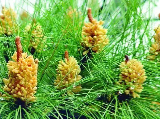 东兴农村用来当柴烧的"松鸡子"身价爆涨?全身都是宝.图片