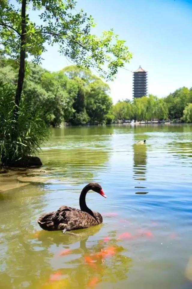 夏之旋律 北大的"天鹅湖"