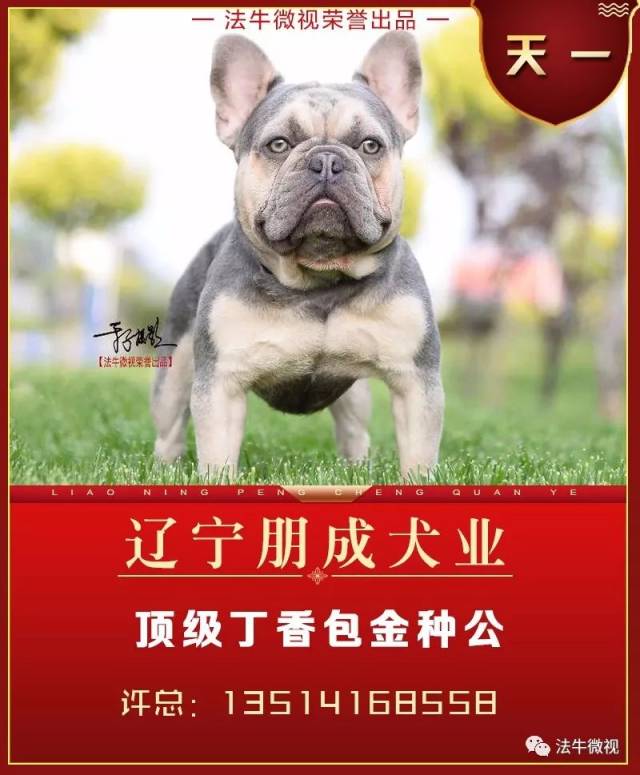 法牛微视【耀世来袭】辽宁朋成犬业顶级丁香包金种公【天一】耀世来袭