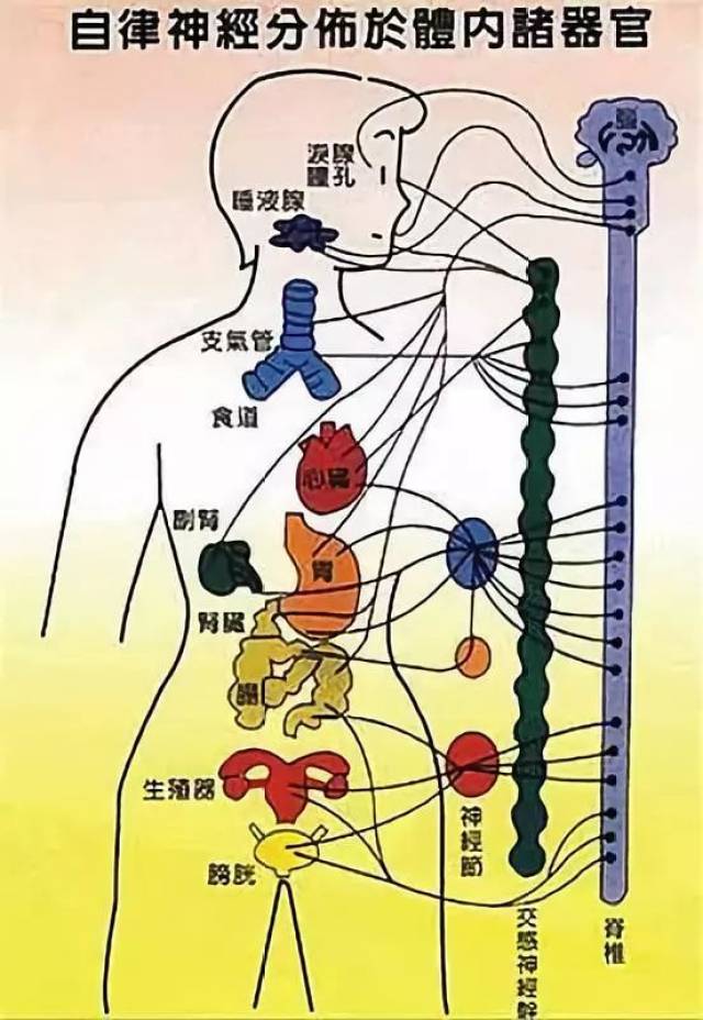 自律神经是控制人体所有内脏,血管,内分泌等死我们意志控制无关的不