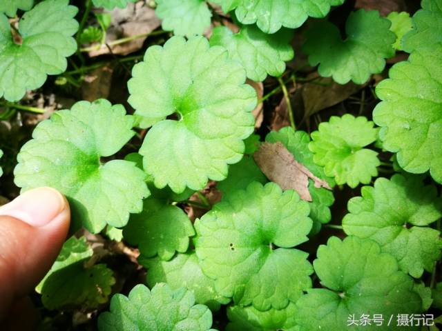 乡村的连钱草,人们称其为活血丹,入药清热解毒,散瘀消肿等