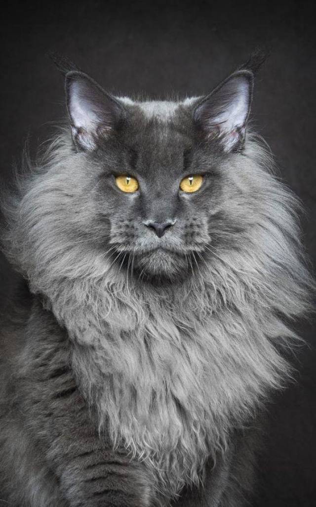 壁纸 动物 猫 猫咪 小猫 桌面 564_903 竖版 竖屏 手机