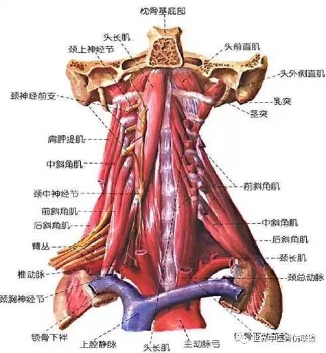 颈椎解剖全解(图文)