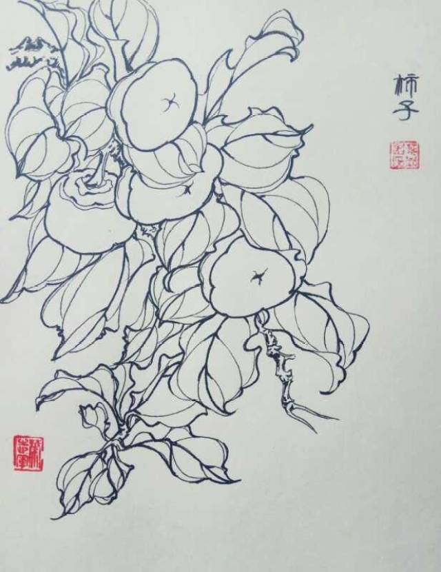 第五百三十五幅——柿子(针管笔白描写生)