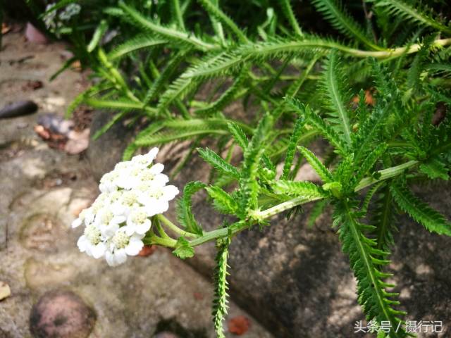 中药材一枝蒿夏日里开白色小花,有祛风解表,活血散瘀等功效