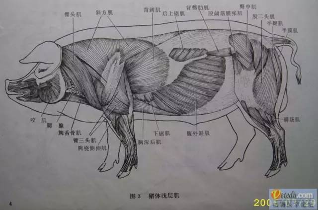 最全生猪结构图出炉,养猪人必备的好资料!