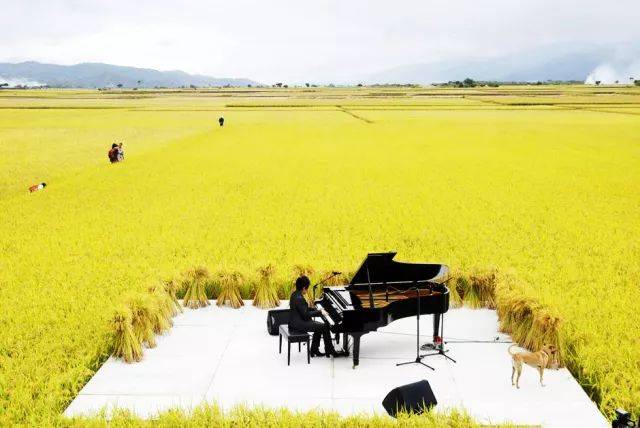 2009年秋收前,池上村在金黄的稻田上,邀请钢琴王子陈冠宇做了一次钢琴