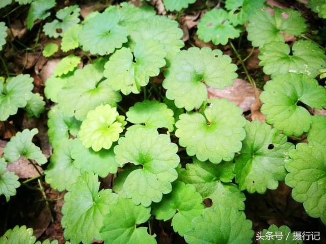 这植物中文名叫连钱草,别名叫活血丹,金钱草 ,落地金钱等.