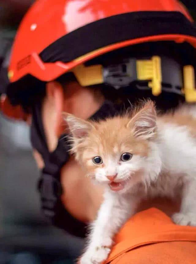 消防员救下小橘猫,被称为最美消防员,但其实他们个个都是天使!