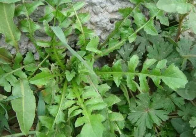 是一种人们喜爱的可食用野菜,遍布全世界.