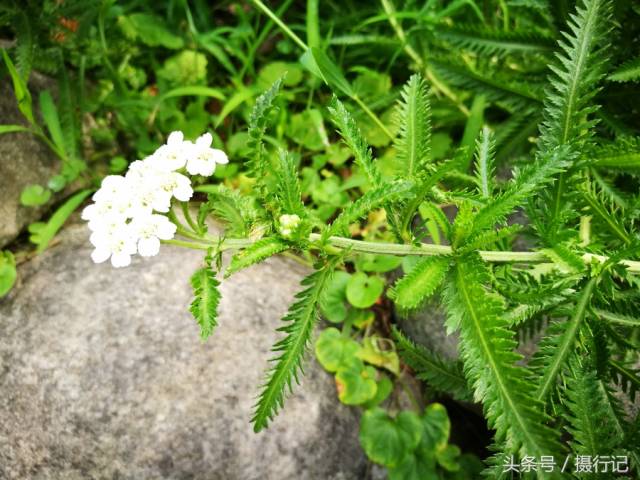 中药材一枝蒿夏日里开白色小花,有祛风解表,活血散瘀等功效