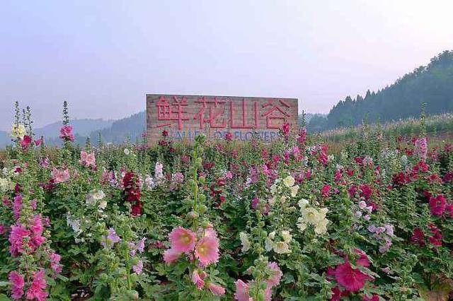 by第5季妈妈农庄 地址:四川省成都市郫都区唐昌镇战旗村 金堂鲜花山谷