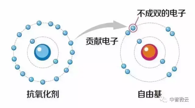 微云诚选 | 什么是自由基?自由基对人体有什么危害?