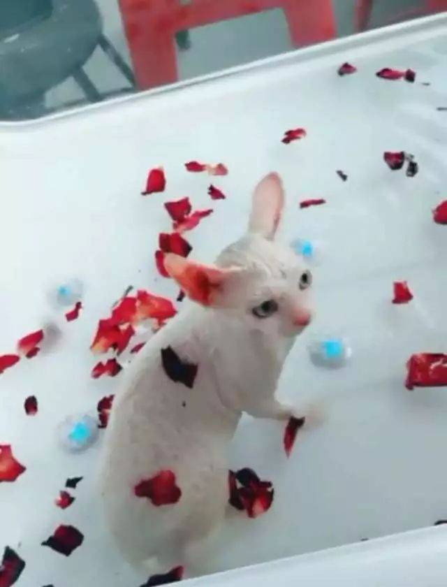 夭寿啦!这些猫猫狗狗都